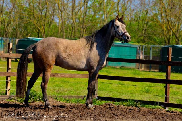 Andalusier Wallach - Basis geritten - super easy, Thomas Adams (Caballos PRE), Konie na sprzedaż, Bell, Image 7
