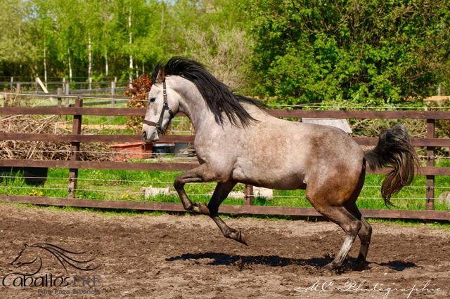 Andalusier Wallach - Basis geritten - super easy, Thomas Adams (Caballos PRE), Konie na sprzedaż, Bell, Image 5
