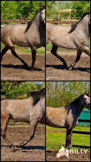Andalusier Wallach - Basis geritten - super easy, Thomas Adams (Caballos PRE), Konie na sprzedaż, Bell, Image 9