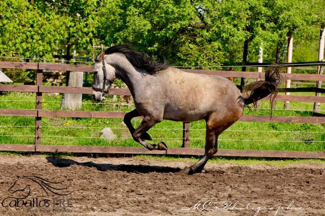 Andalusier Wallach - Basis geritten - super easy, Thomas Adams (Caballos PRE), Konie na sprzedaż, Bell, Image 4