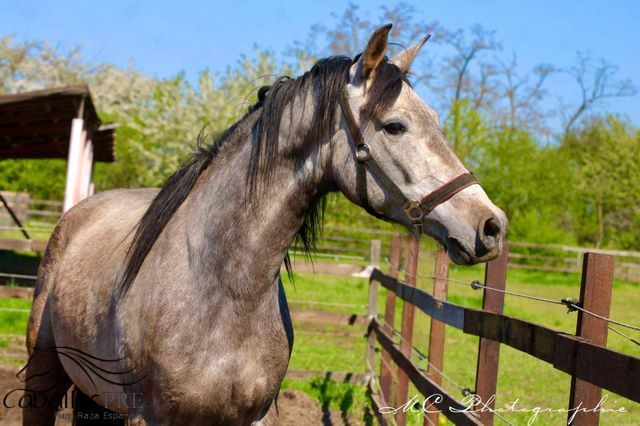Andalusier Wallach - Basis geritten - super easy, Thomas Adams (Caballos PRE), Konie na sprzedaż, Bell, Image 6