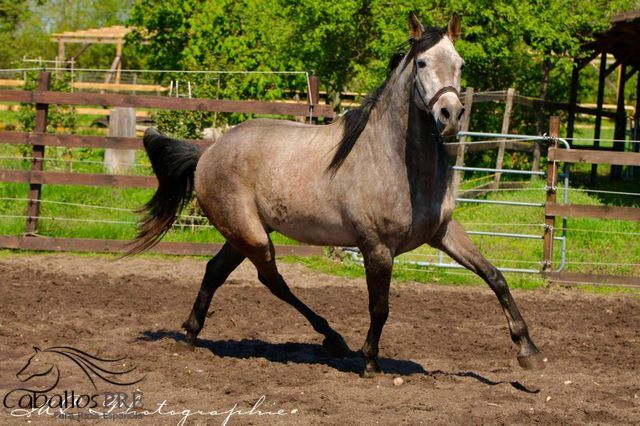 Andalusier Wallach - Basis geritten - super easy, Thomas Adams (Caballos PRE), Konie na sprzedaż, Bell