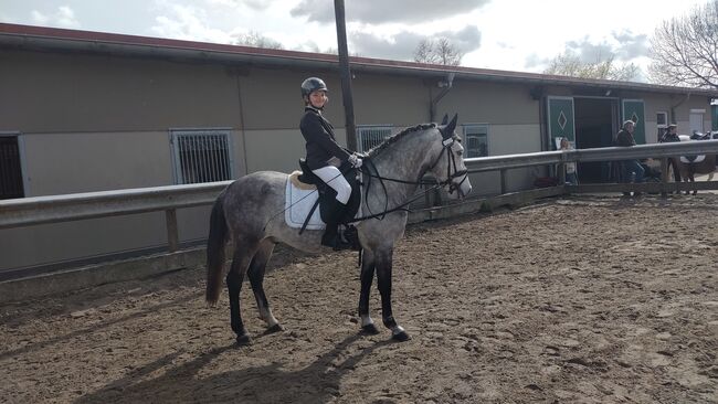 Anfänger Pony, B.M., Pferd kaufen, Großheide