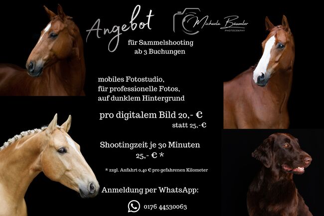 Angebot für Sammelshooting, Michaela, Pferdefotografie, Todtenweis
