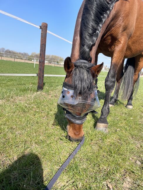 Aniprotec Equivizor Augenschutz UV Maske Pferd COB, Aniprotec Equivizor Augenschutz, Janine Burbach, Fliegenschutz, Köln , Abbildung 2