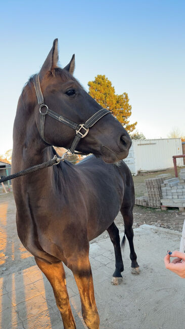 Verkaufsanzeige – Österreichisches Warmblut x Württemberger Warmblut, First Edition , Horses For Sale, Wien, Donaustadt, Image 4