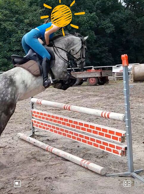 Apfel Schimmel Pony Stute 1,43m, Ivonne, Pferd kaufen, Rietz-Neuendorf Neubrück (Spree), Abbildung 7