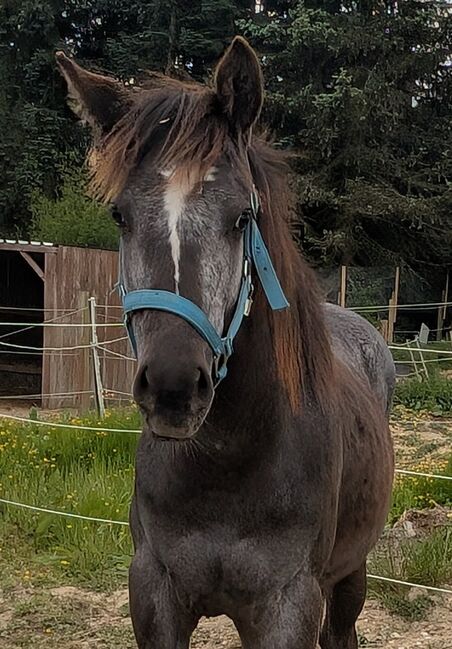 ApHC Appaloosa Stutjährling, A. Gößler, Horses For Sale, Morbach, Image 12
