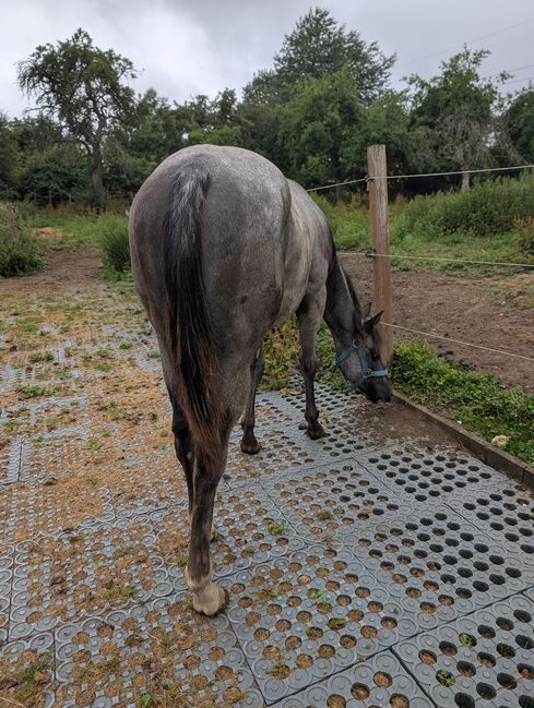 ApHC Appaloosa Stutjährling, A. Gößler, Horses For Sale, Morbach, Image 5