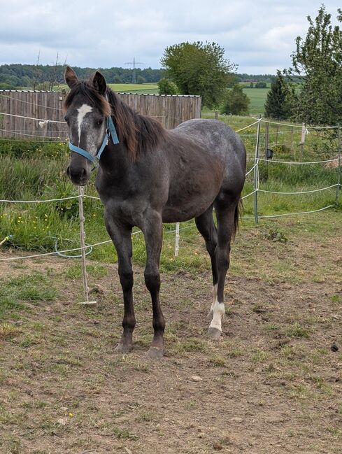 ApHC Appaloosa Stutjährling, A. Gößler, Horses For Sale, Morbach, Image 13