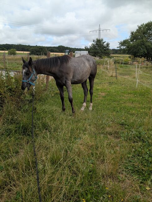 ApHC Appaloosa Stutjährling, A. Gößler, Horses For Sale, Morbach, Image 3