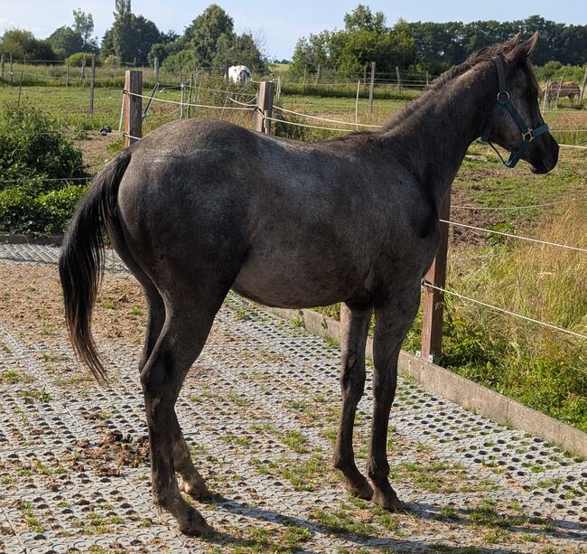 ApHC Appaloosa Stutjährling, A. Gößler, Horses For Sale, Morbach, Image 6