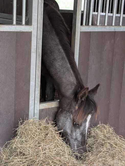 ApHC Appaloosa Stutjährling, A. Gößler, Horses For Sale, Morbach, Image 11