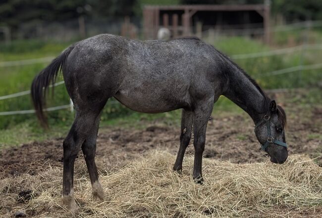 ApHC Appaloosa Stutjährling, A. Gößler, Horses For Sale, Morbach, Image 8