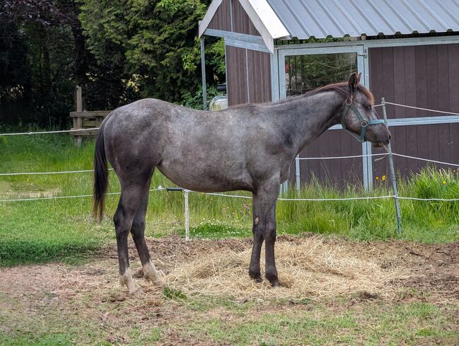 ApHC Appaloosa Stutjährling, A. Gößler, Horses For Sale, Morbach, Image 7