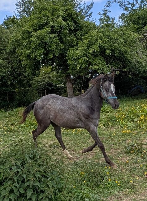 ApHC Appaloosa Stutjährling, A. Gößler, Horses For Sale, Morbach, Image 10