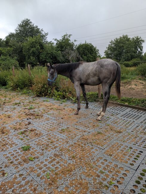 ApHC Appaloosa Stutjährling, A. Gößler, Horses For Sale, Morbach, Image 4