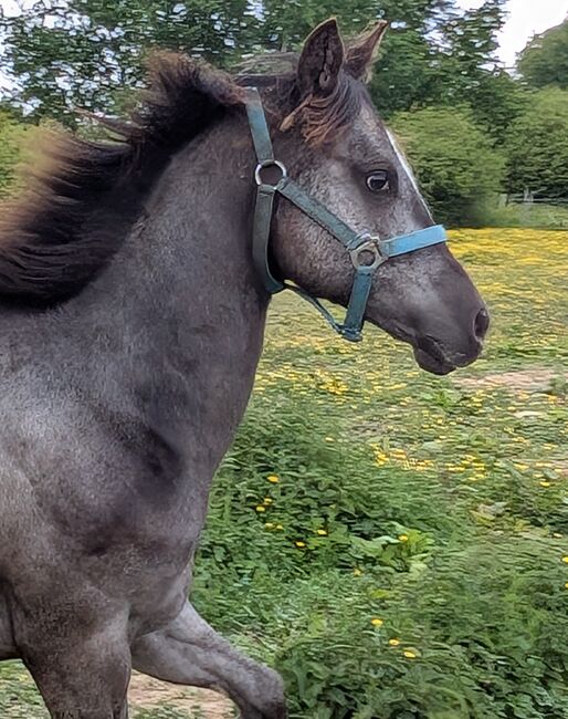 ApHC Appaloosa Stutjährling, A. Gößler, Horses For Sale, Morbach, Image 9