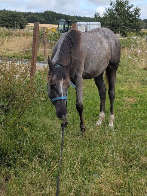 ApHC Appaloosa Stutjährling, A. Gößler, Pferd kaufen, Morbach