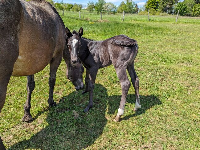 ApHC Filly, A. Gößler, Horses For Sale, Morbach, Image 9