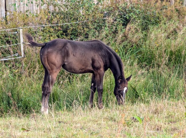 ApHC Filly, A. Gößler, Horses For Sale, Morbach, Image 5