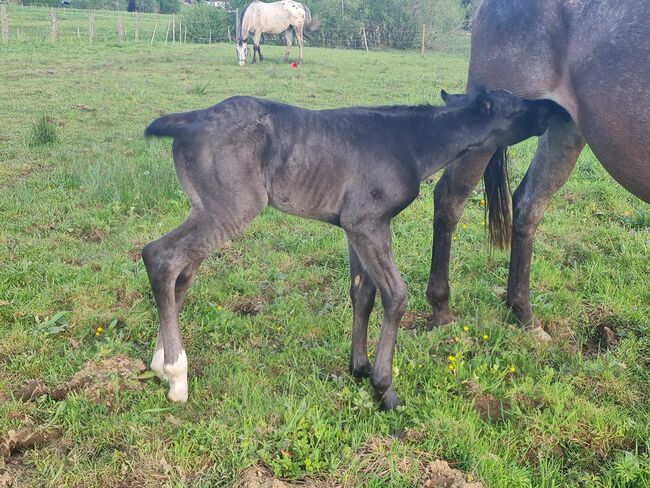 ApHC Filly, A. Gößler, Horses For Sale, Morbach, Image 10