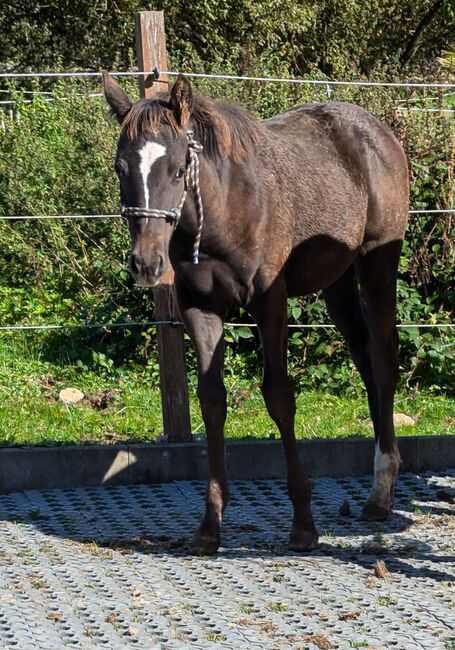 ApHC Filly, A. Gößler, Pferd kaufen, Morbach, Abbildung 6