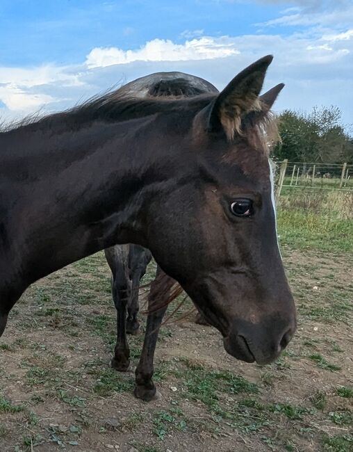 ApHC Filly, A. Gößler, Pferd kaufen, Morbach, Abbildung 7