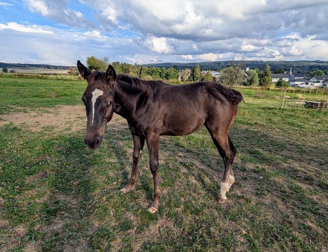 ApHC Filly, A. Gößler, Pferd kaufen, Morbach, Abbildung 10