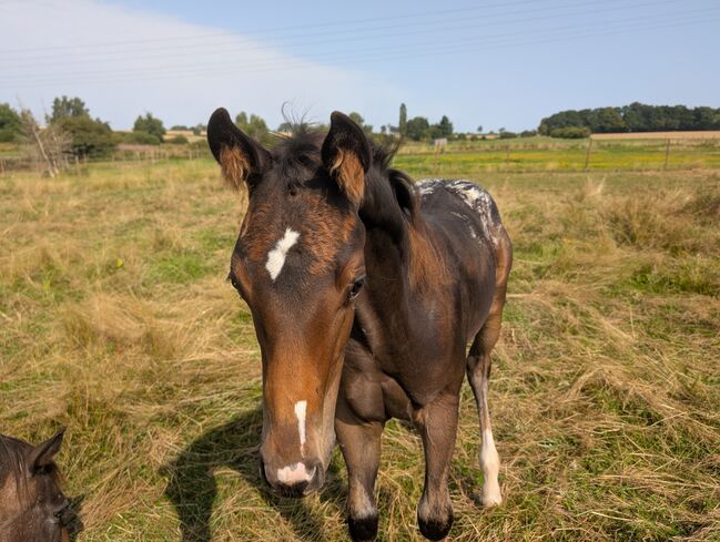 ApHC Hengst Absetzer, A. Gößler, Horses For Sale, Morbach, Image 4