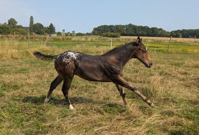 ApHC Hengst Absetzer, A. Gößler, Horses For Sale, Morbach, Image 5