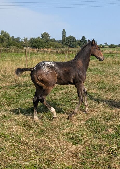 ApHC Hengst Absetzer, A. Gößler, Horses For Sale, Morbach, Image 10