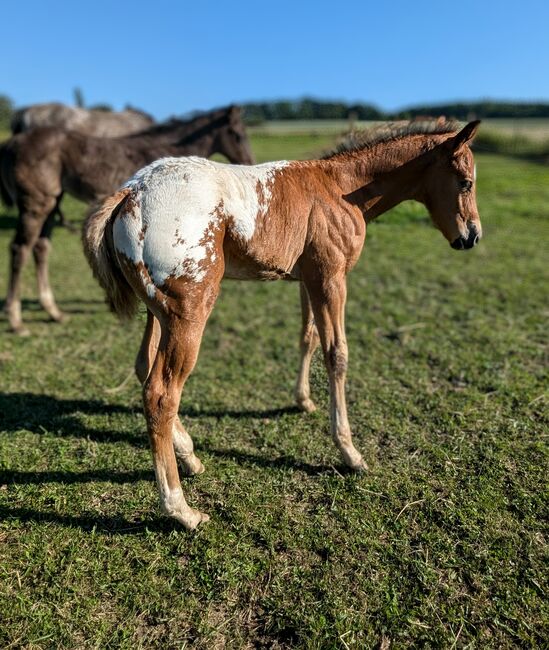 ApHC Hengst Jährling, A. Gößler, Horses For Sale, Morbach, Image 13