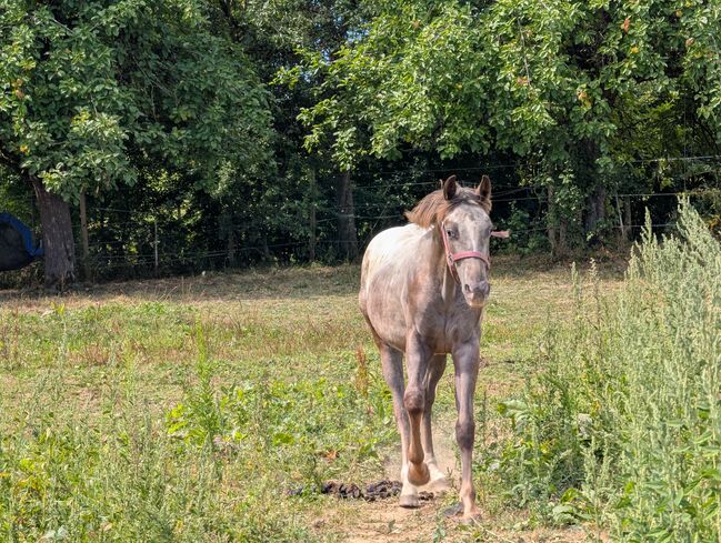 ApHC Hengst Jährling, A. Gößler, Horses For Sale, Morbach, Image 3