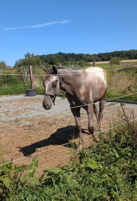 ApHC Hengst Jährling, A. Gößler, Horses For Sale, Morbach, Image 6