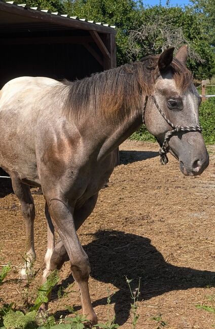 ApHC Hengst Jährling, A. Gößler, Horses For Sale, Morbach, Image 5