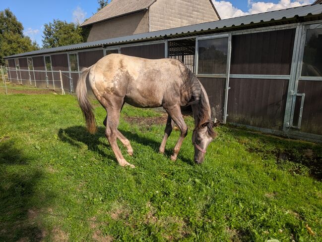 ApHC Hengst Jährling, A. Gößler, Horses For Sale, Morbach, Image 20