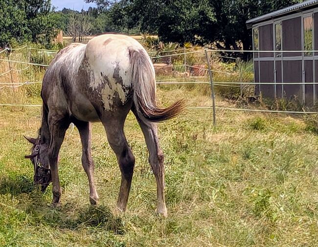 ApHC Hengst Jährling, A. Gößler, Horses For Sale, Morbach, Image 8