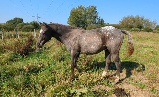 ApHC Jährling, A. Gößler, Horses For Sale, Morbach, Image 3