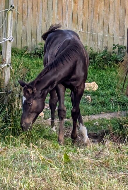 ApHC Filly, A. Gößler, Horses For Sale, Morbach, Image 2