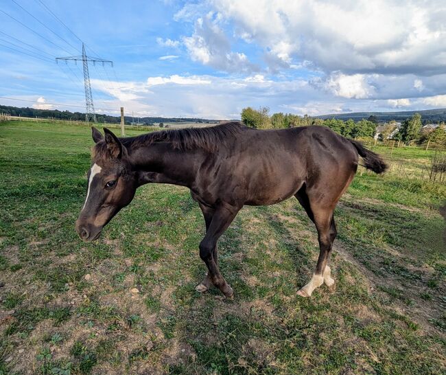 ApHC Filly, A. Gößler, Horses For Sale, Morbach, Image 4