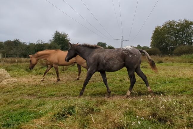 ApHC Jährling, A. Gößler, Horses For Sale, Morbach, Image 5