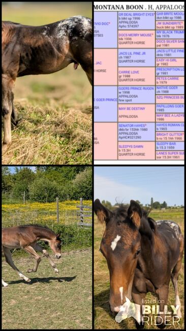 ApHC Hengst Absetzer, A. Gößler, Horses For Sale, Morbach, Image 12