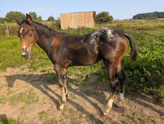 ApHC Hengst Absetzer, A. Gößler, Horses For Sale, Morbach, Image 11