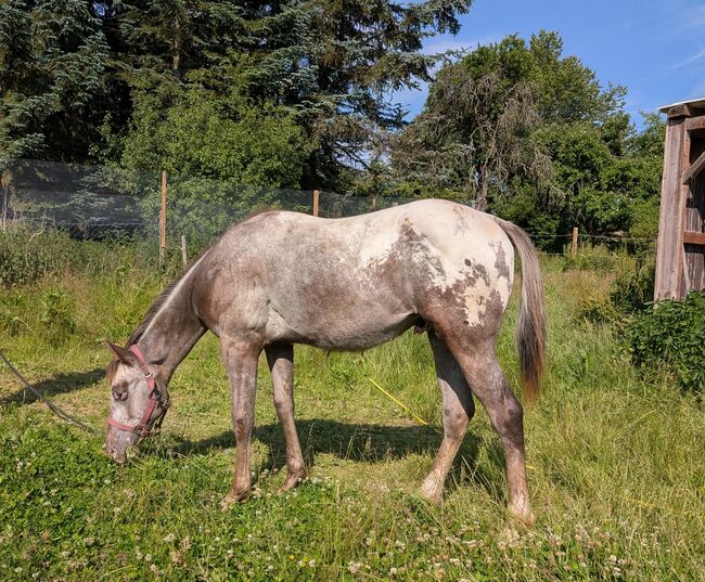 ApHC Hengst Jährling, A. Gößler, Horses For Sale, Morbach, Image 9