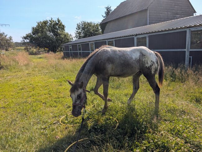 ApHC Hengst Jährling, A. Gößler, Horses For Sale, Morbach, Image 3