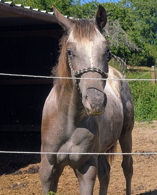 ApHC Hengst Jährling, A. Gößler, Horses For Sale, Morbach, Image 4