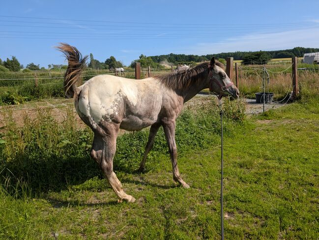 ApHC Hengst Jährling, A. Gößler, Horses For Sale, Morbach, Image 9