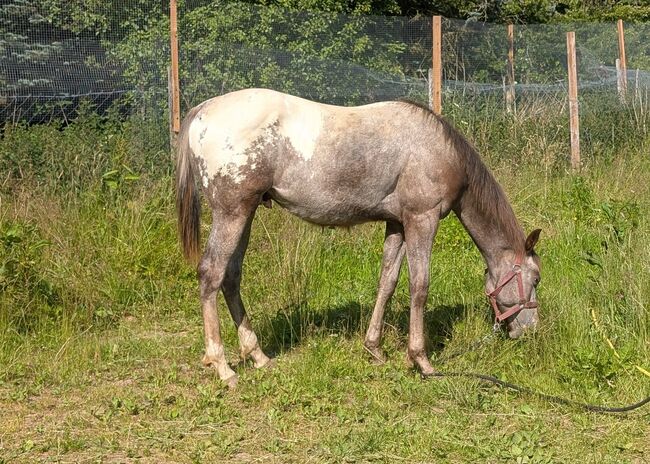 ApHC Hengst Jährling, A. Gößler, Horses For Sale, Morbach, Image 10
