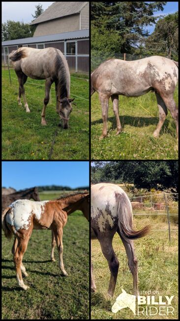 ApHC Hengst Jährling, A. Gößler, Horses For Sale, Morbach, Image 14